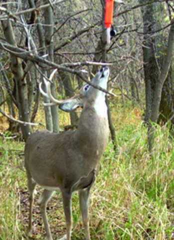 Tarsal Glands Deer Scent