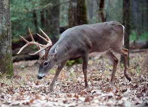 Early Season Deer Scents