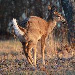 What is a deer licking branch?